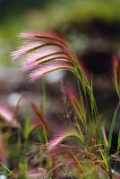 Grass at one of the gold mines at the Klondike River